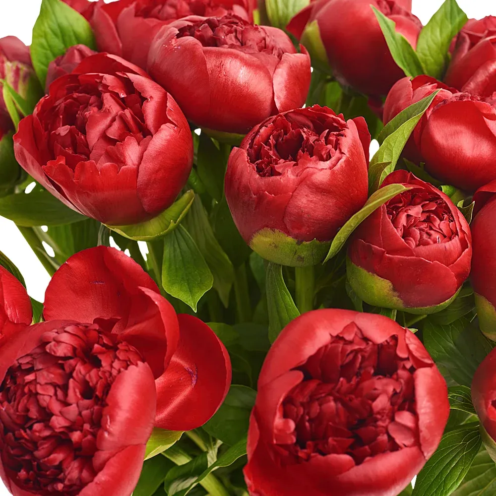 Букет из 25 красных пионов